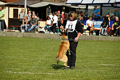 Serro de lorigine de faucon rouge